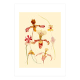 Orchids #2 (Print Only) thumbnail