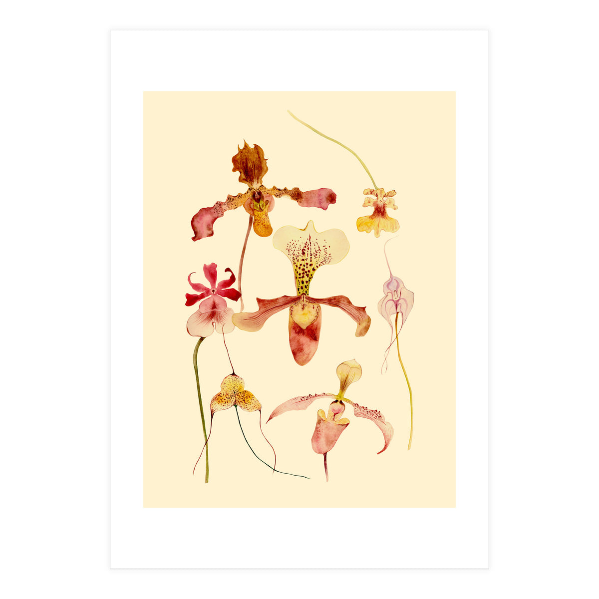 Orchids #2 (Print Only)