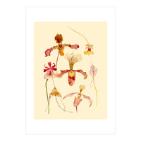 Orchids #2 (Print Only)