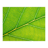 Autumn Leaf (Print Only) thumbnail