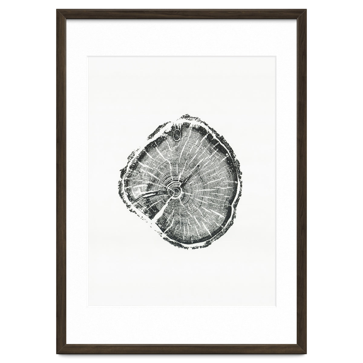 Tree Ring Print, Albion Basin, Utah, Pine Tree Print