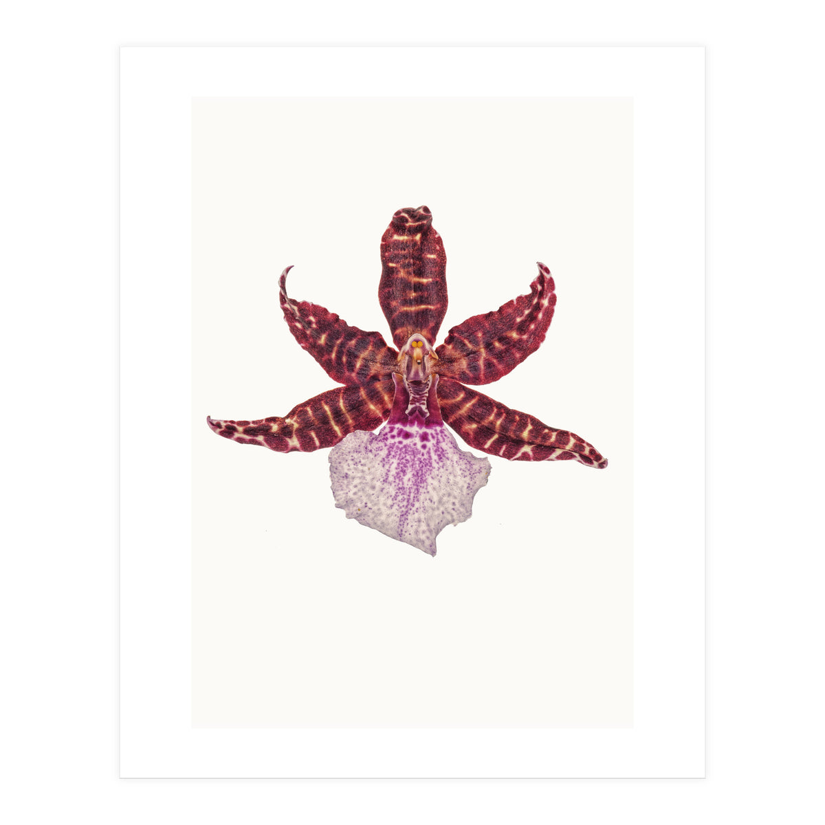 Cc Flower 05 (Print Only)