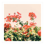 Bouganvillea Dream  (Print Only) thumbnail