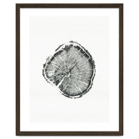Tree Ring Print, Albion Basin, Utah, Pine Tree Print