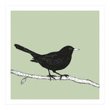 Blackbird pen drawing (Print Only) thumbnail