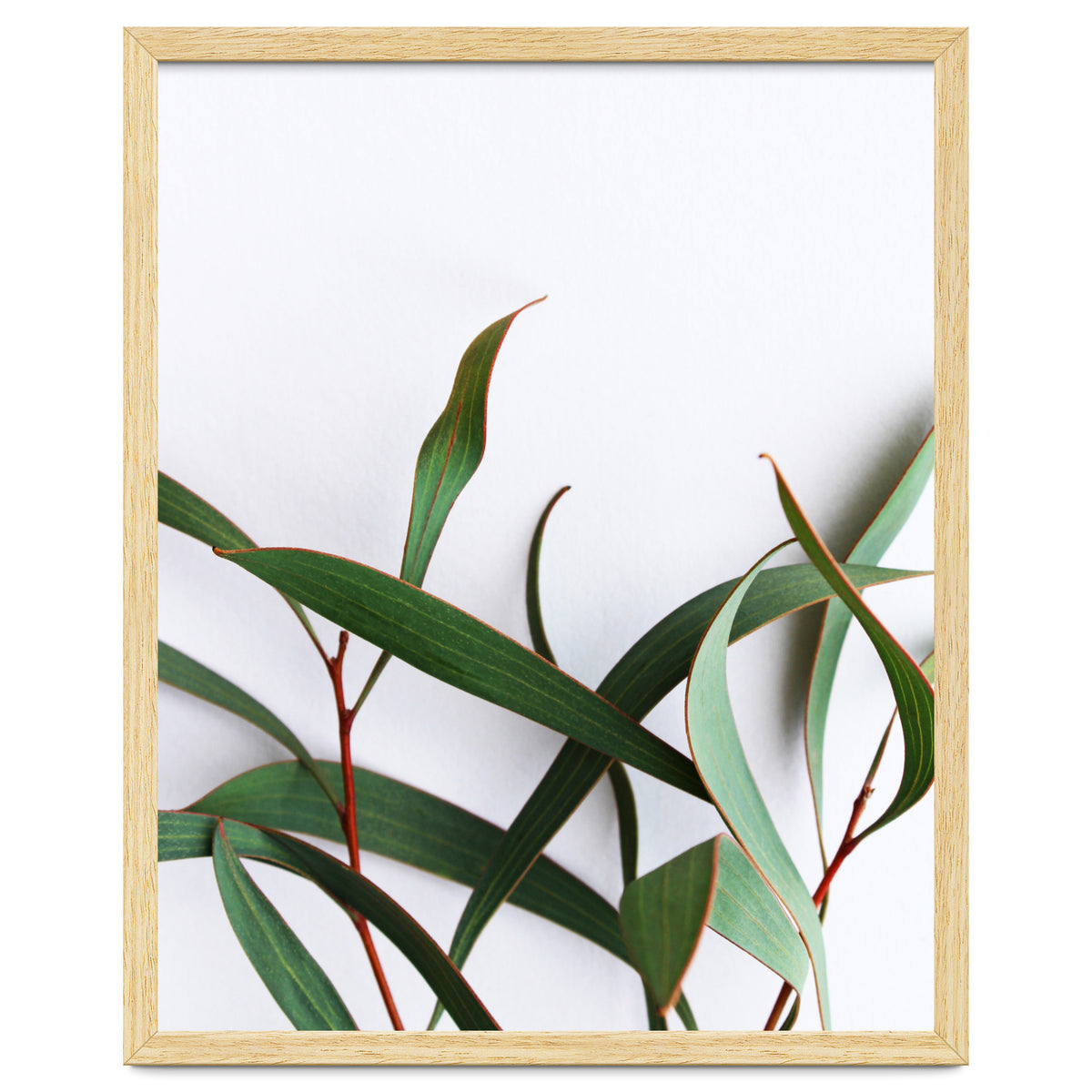 Green Eucalyptus leaves