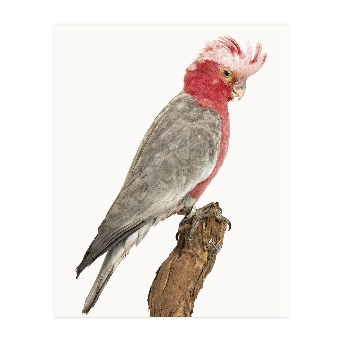 Cc Birds 02 (Print Only)