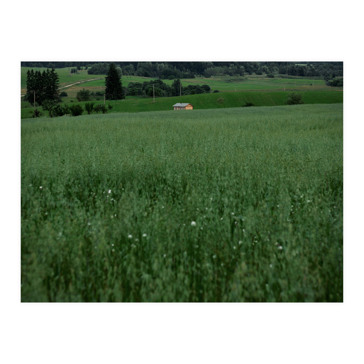 Green House (Print Only)