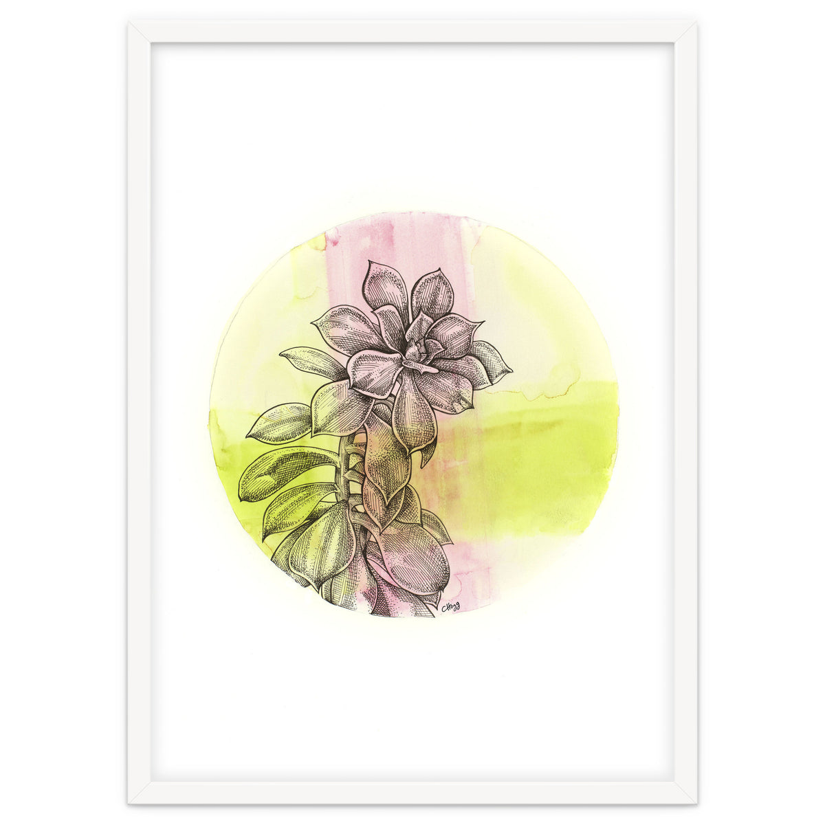 Succulent On Pink And Green