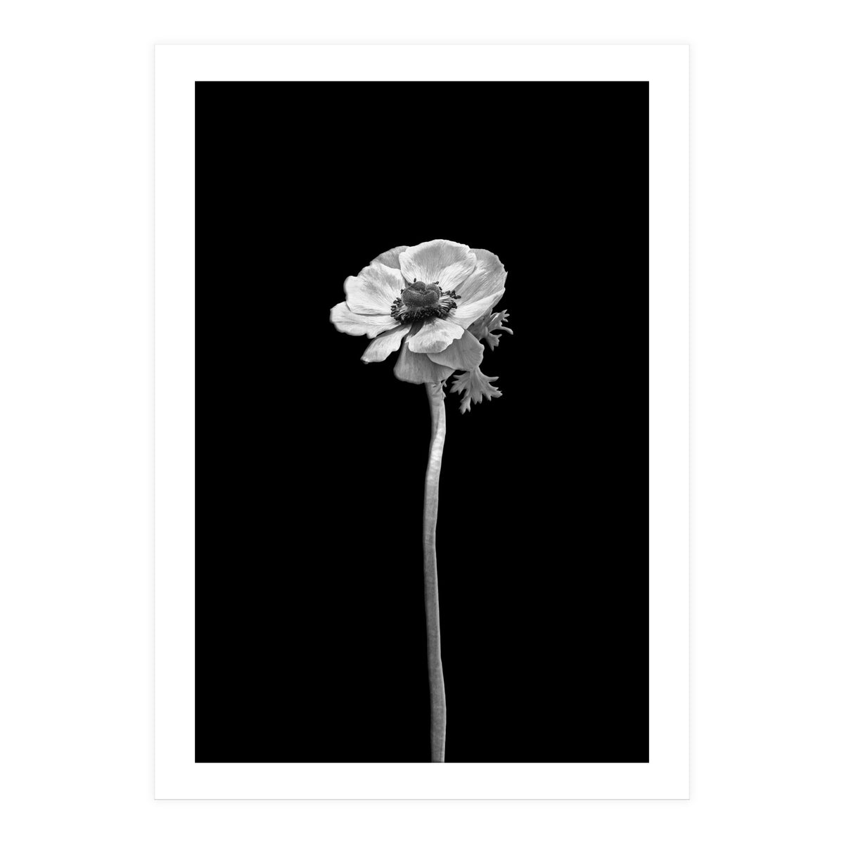Anemone coronaria | dark design  (Print Only)