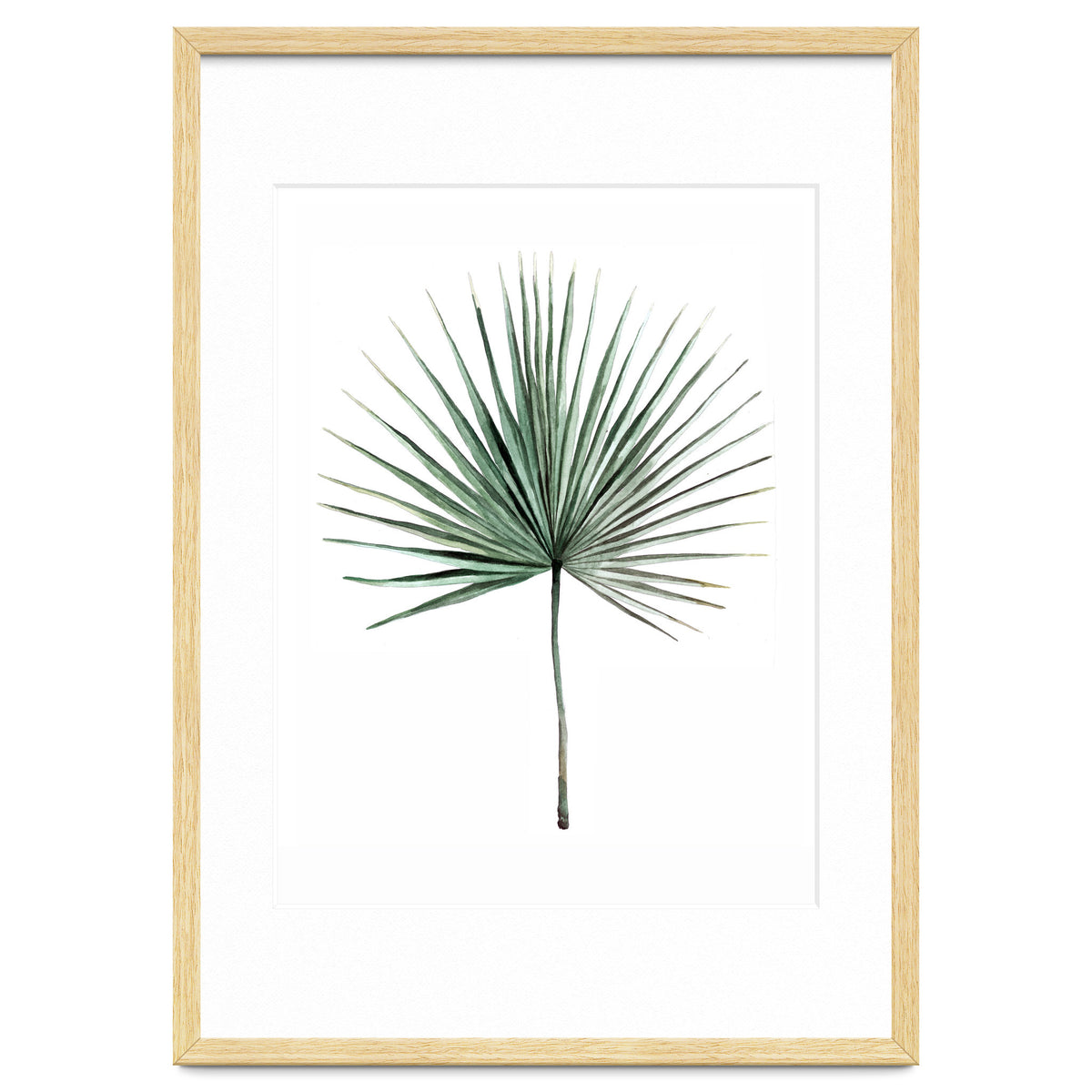 Botanical Illustration Fanpalm