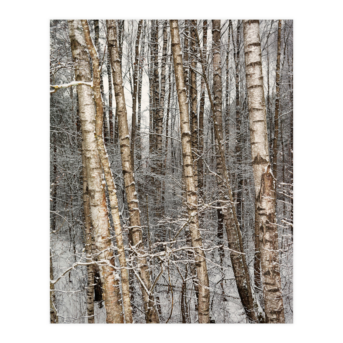 Birches (Print Only)
