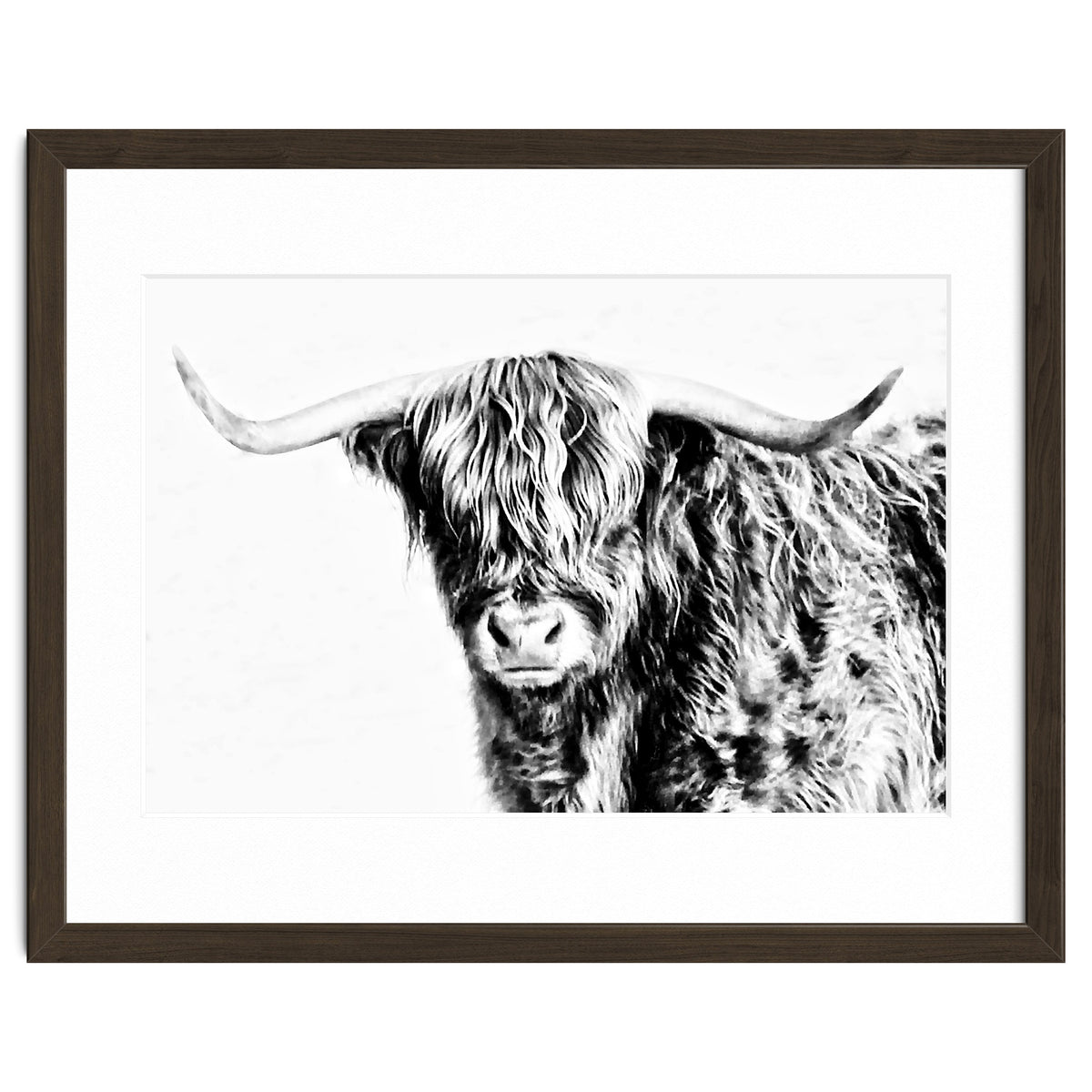 Highland bull