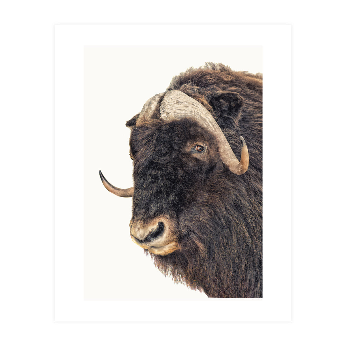 Cc Animal 02 (Print Only)