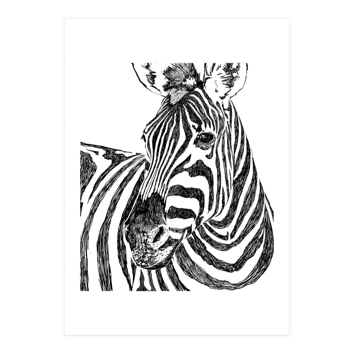 Zebra (Print Only)