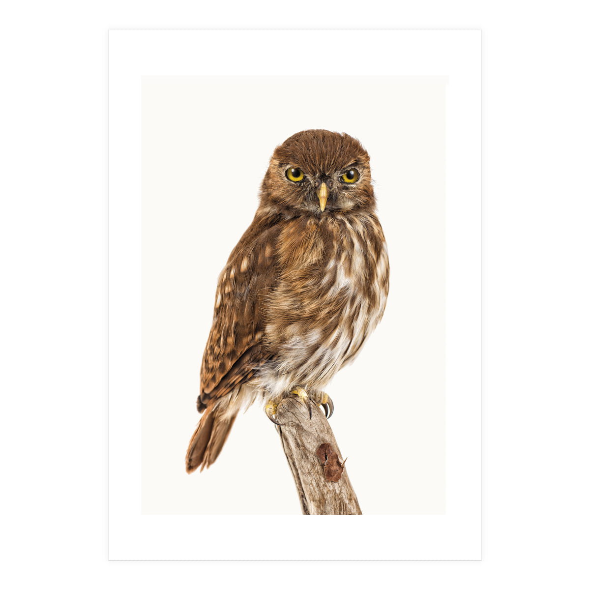 Cc Birds 10 (Print Only)