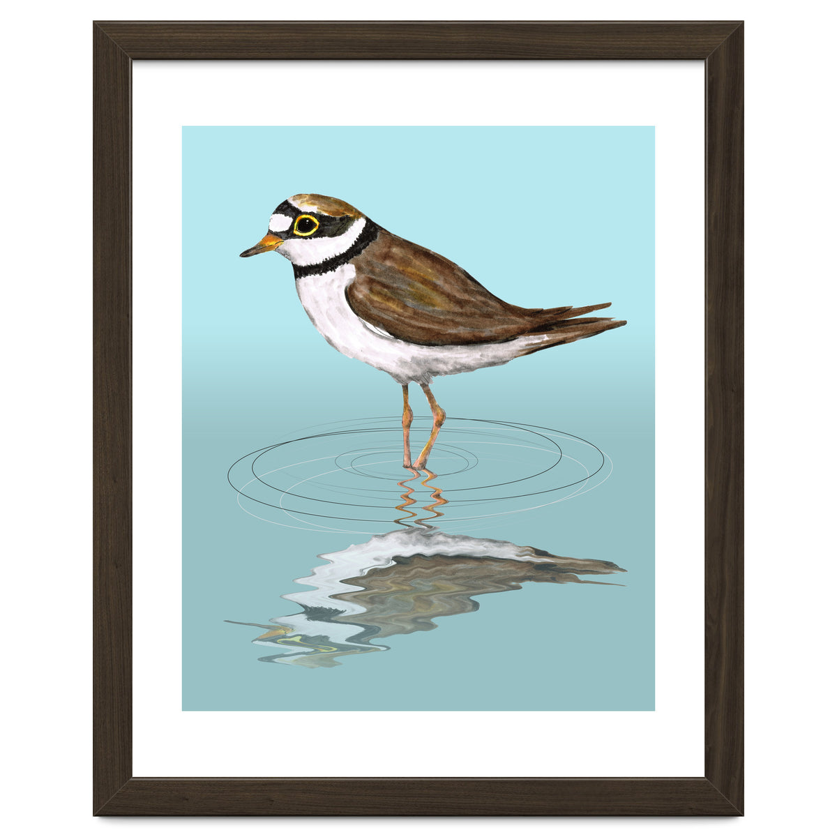 Little ringed  plover