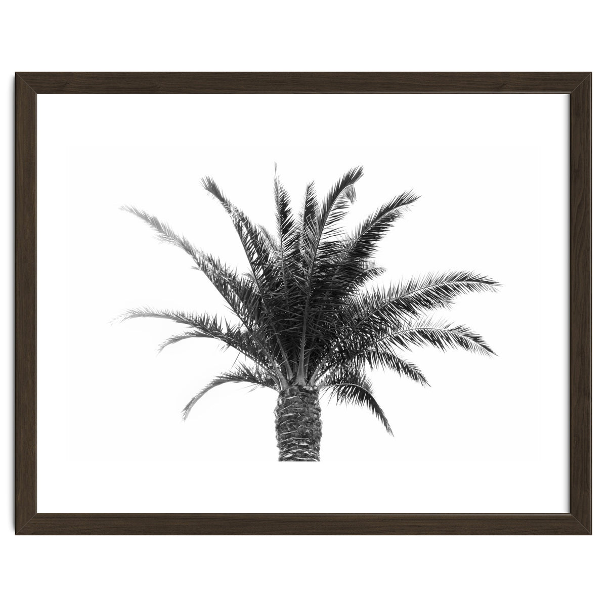 Palm Tree