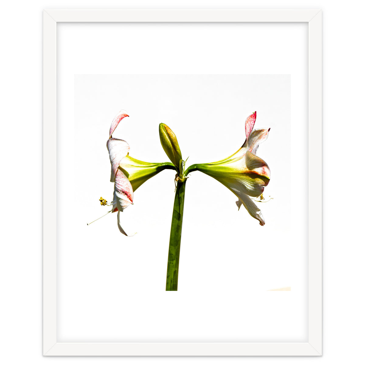 Amaryllis 3