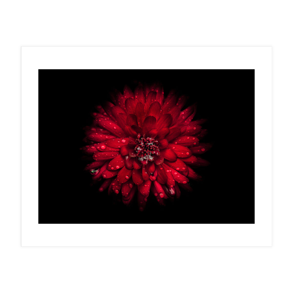 Backyard Flowers 45 Color Version (Print Only)