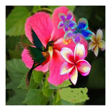 Hummingbird (Print Only) thumbnail