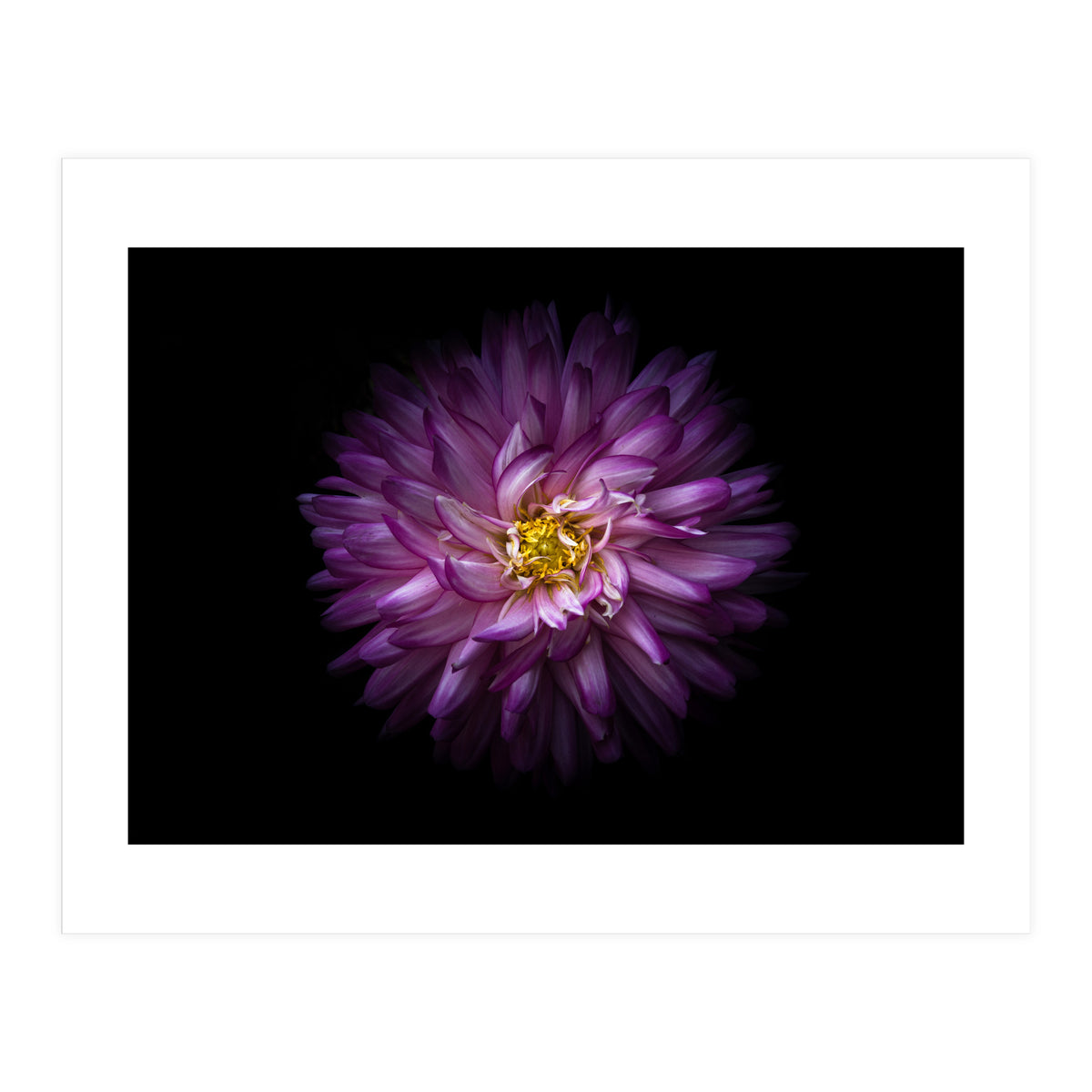 Backyard Flowers 20 Color Version (Print Only)