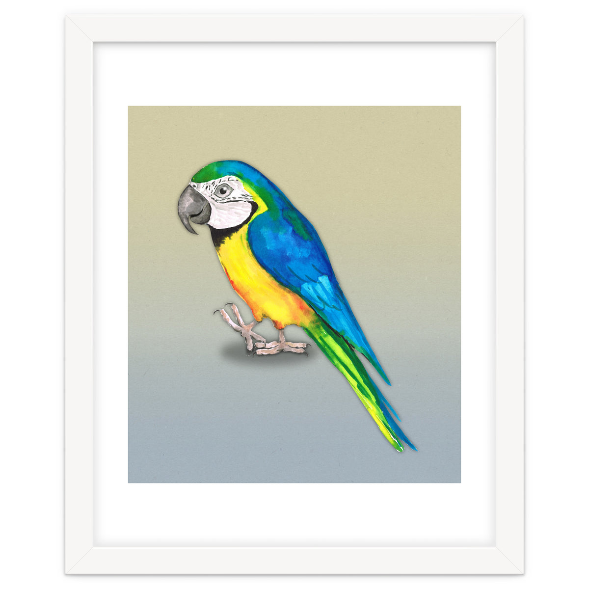 Blue and yellow macaw