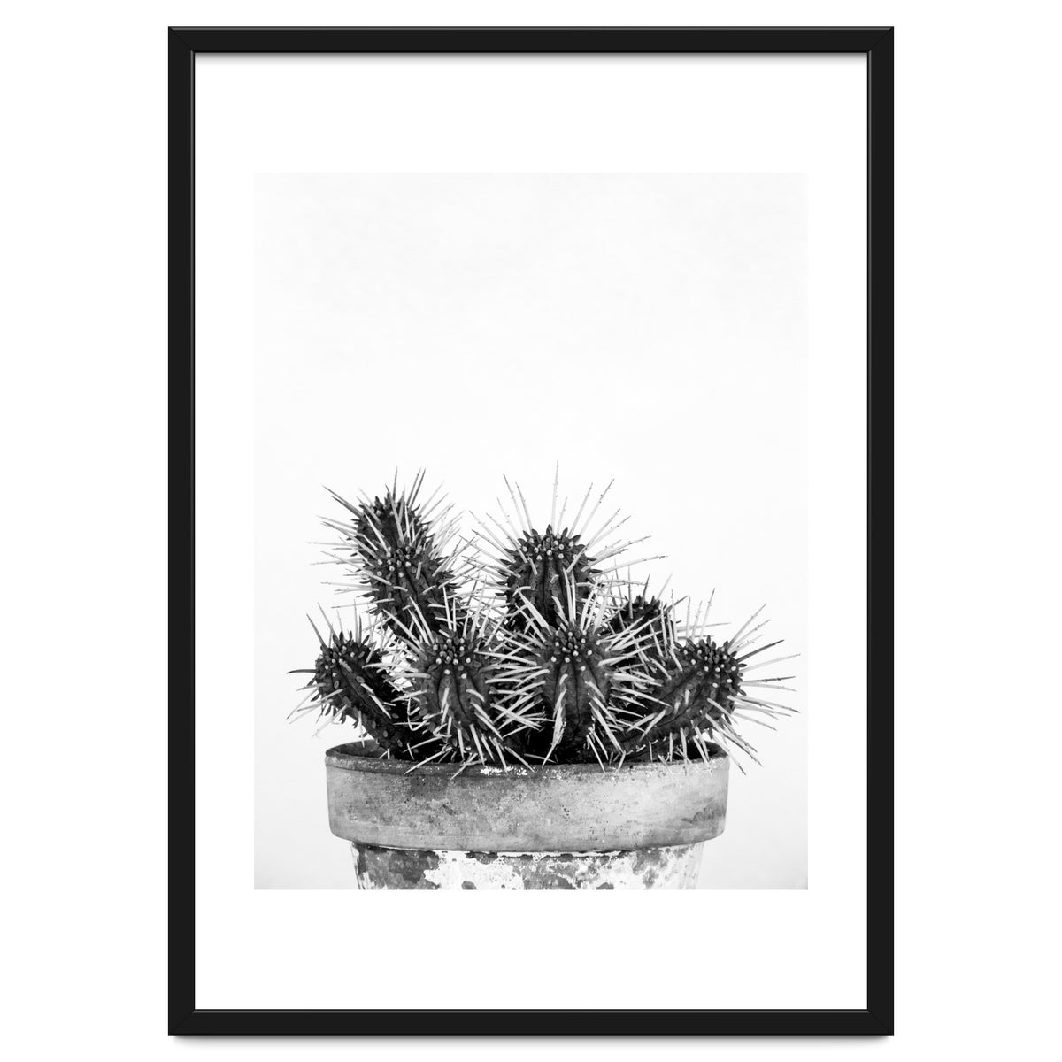 Cactus nature II