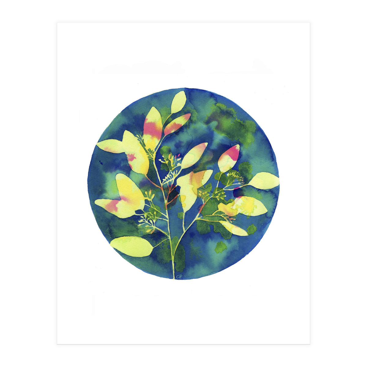 Winter Eucalyptus  (Print Only)