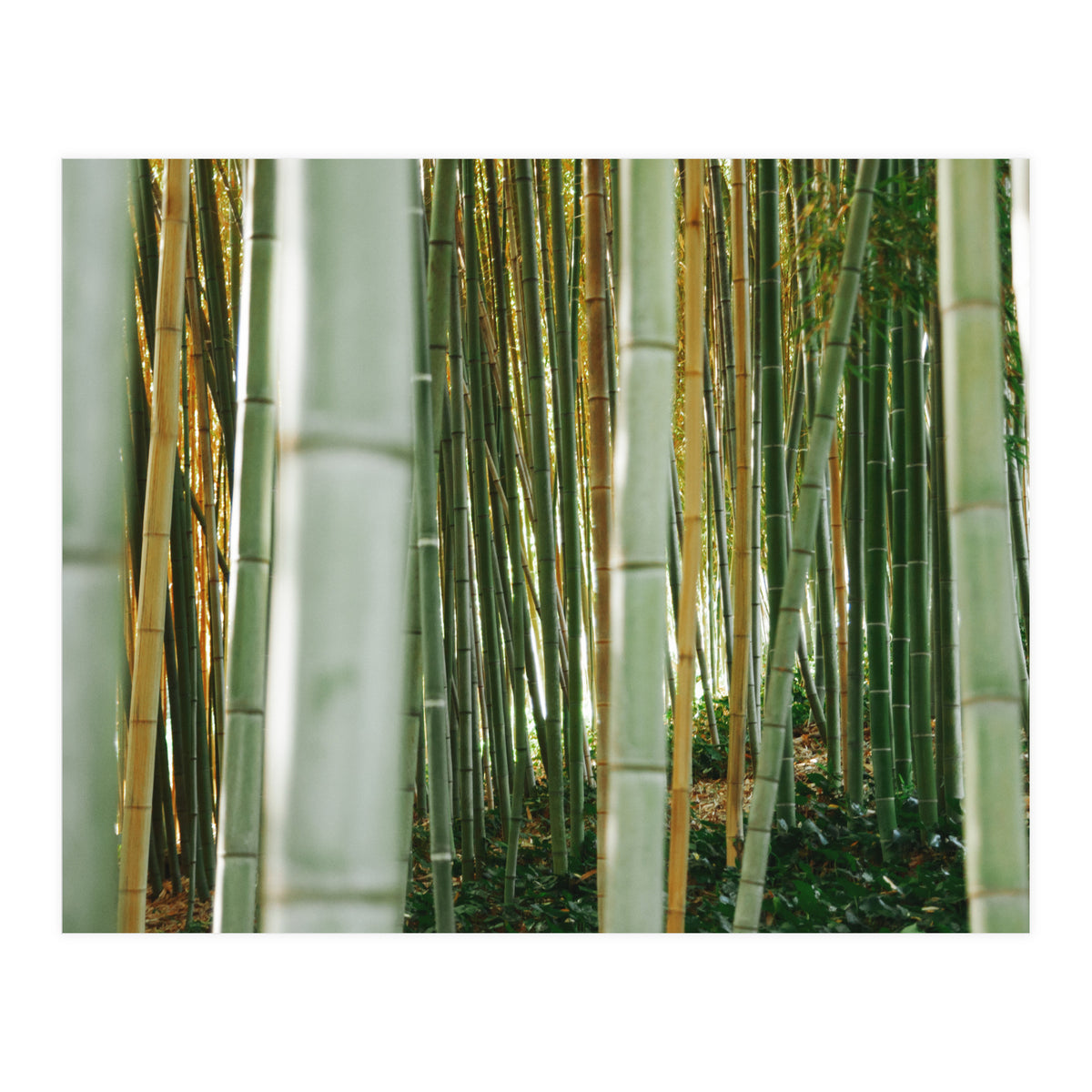 Scorpion (Print Only)