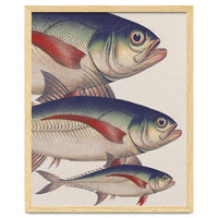 Fish Classic Designs 5