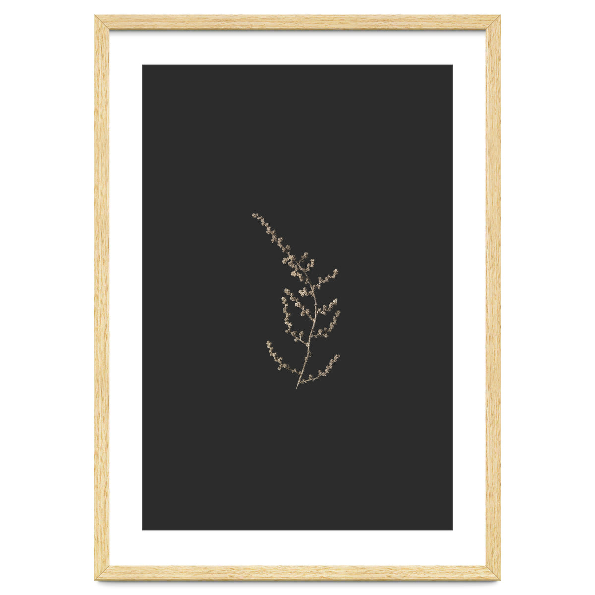 Delicate Golden Fynbos Botanicals on Black