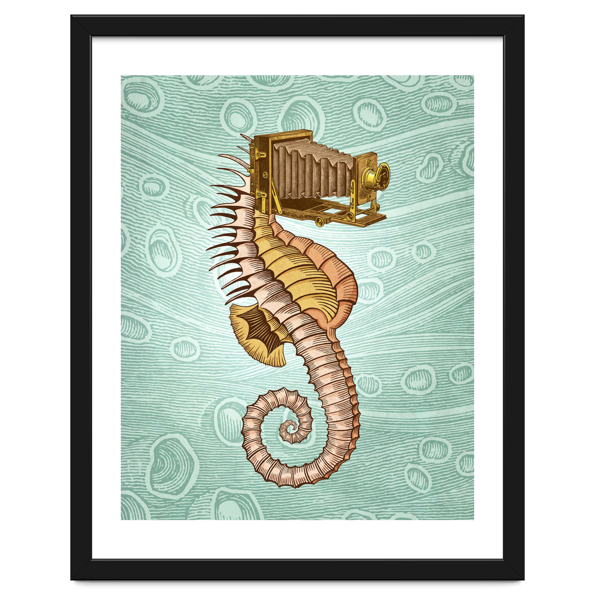 Hippocampus Camerarum