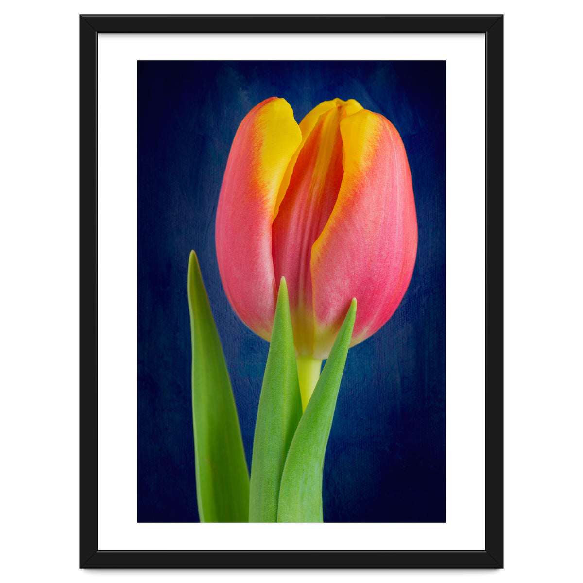 Tulip