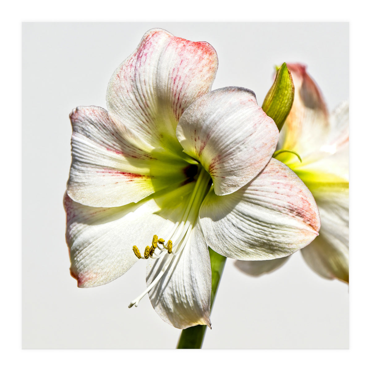Amaryllis 1 (Print Only)