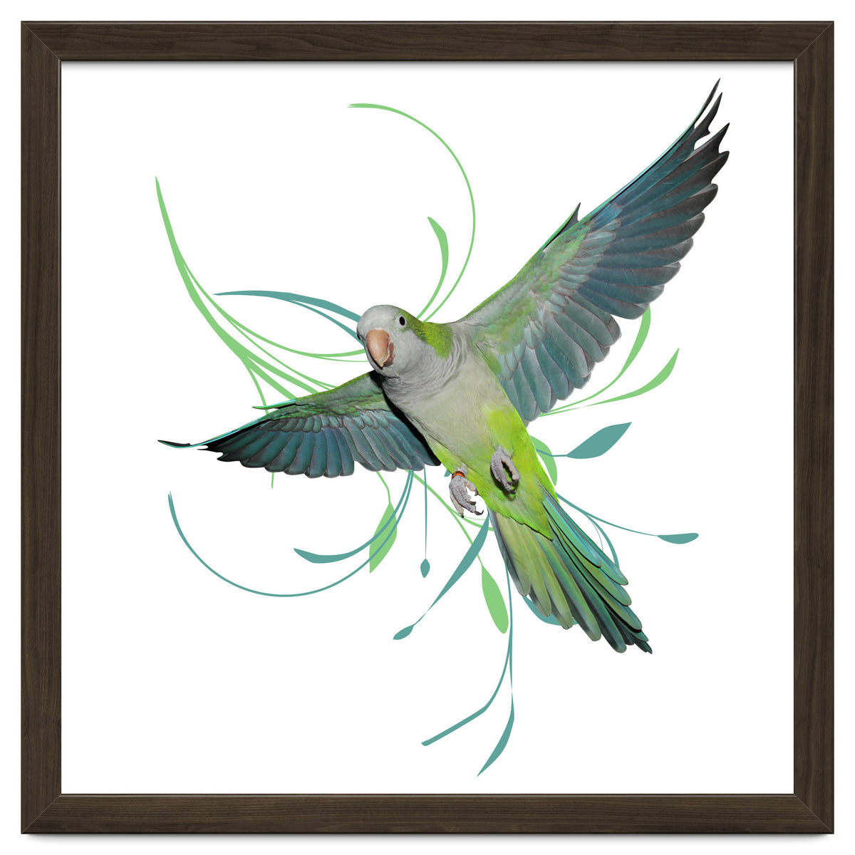 Flying quaker parrot