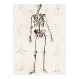 Human skeleton illustrated (Print Only) thumbnail