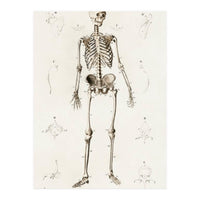 Human skeleton illustrated (Print Only)