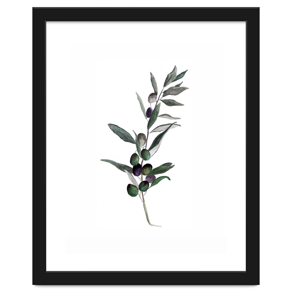 Botanical Illustration Olive