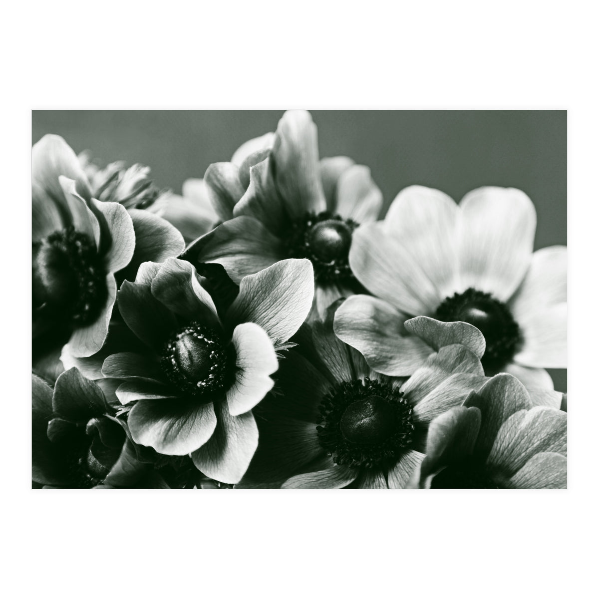 Anemone Flowers (Print Only)