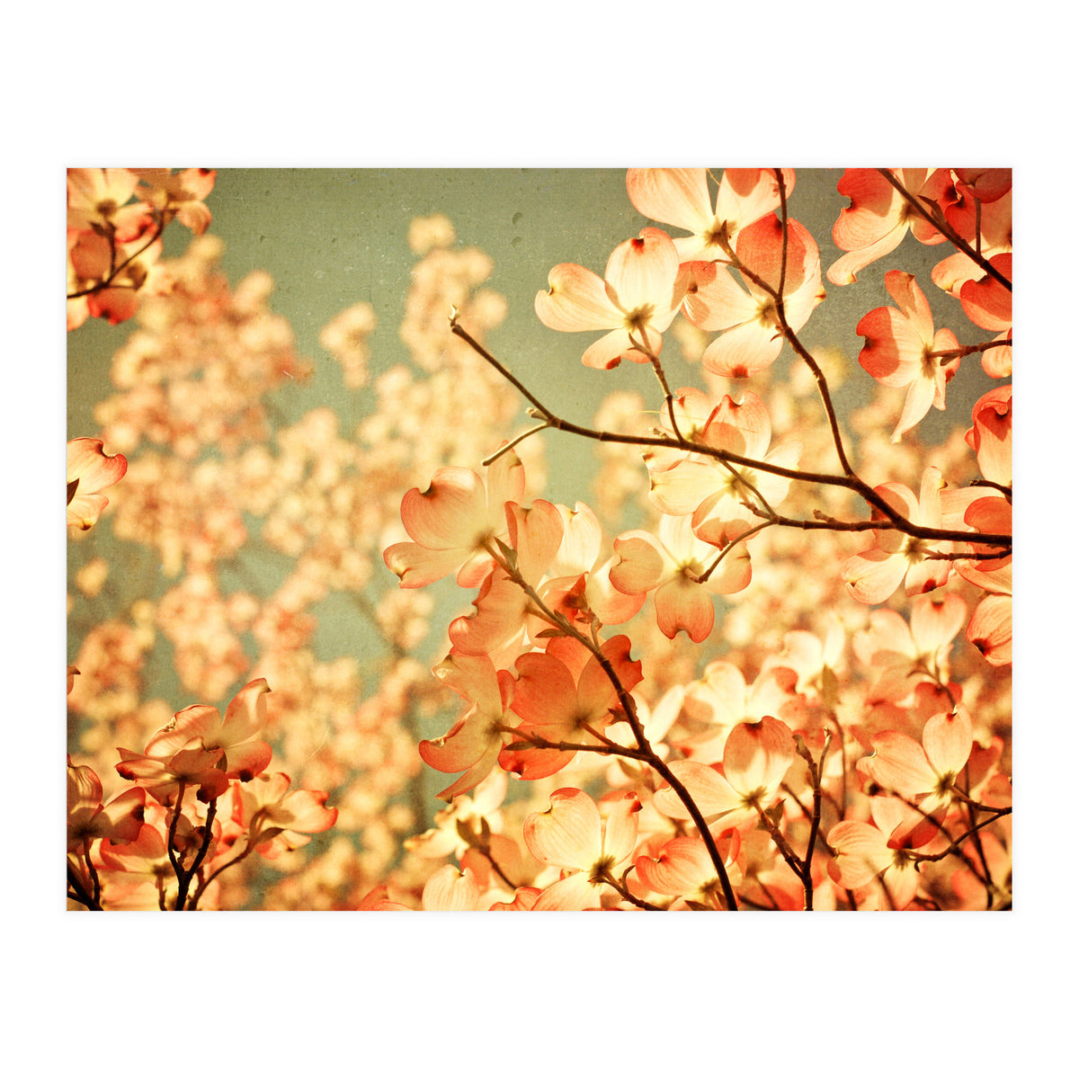 Vintage Pink (Print Only)