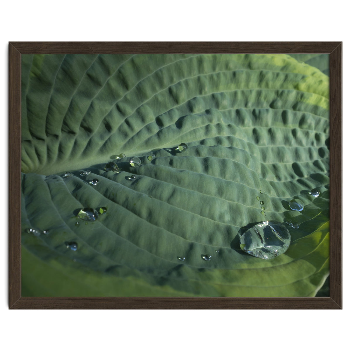 Hosta With Raindrops