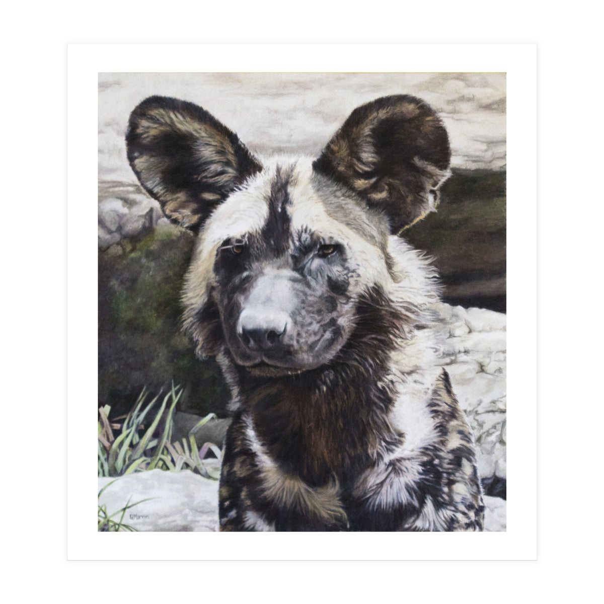 African Painted Dog II (Print Only)