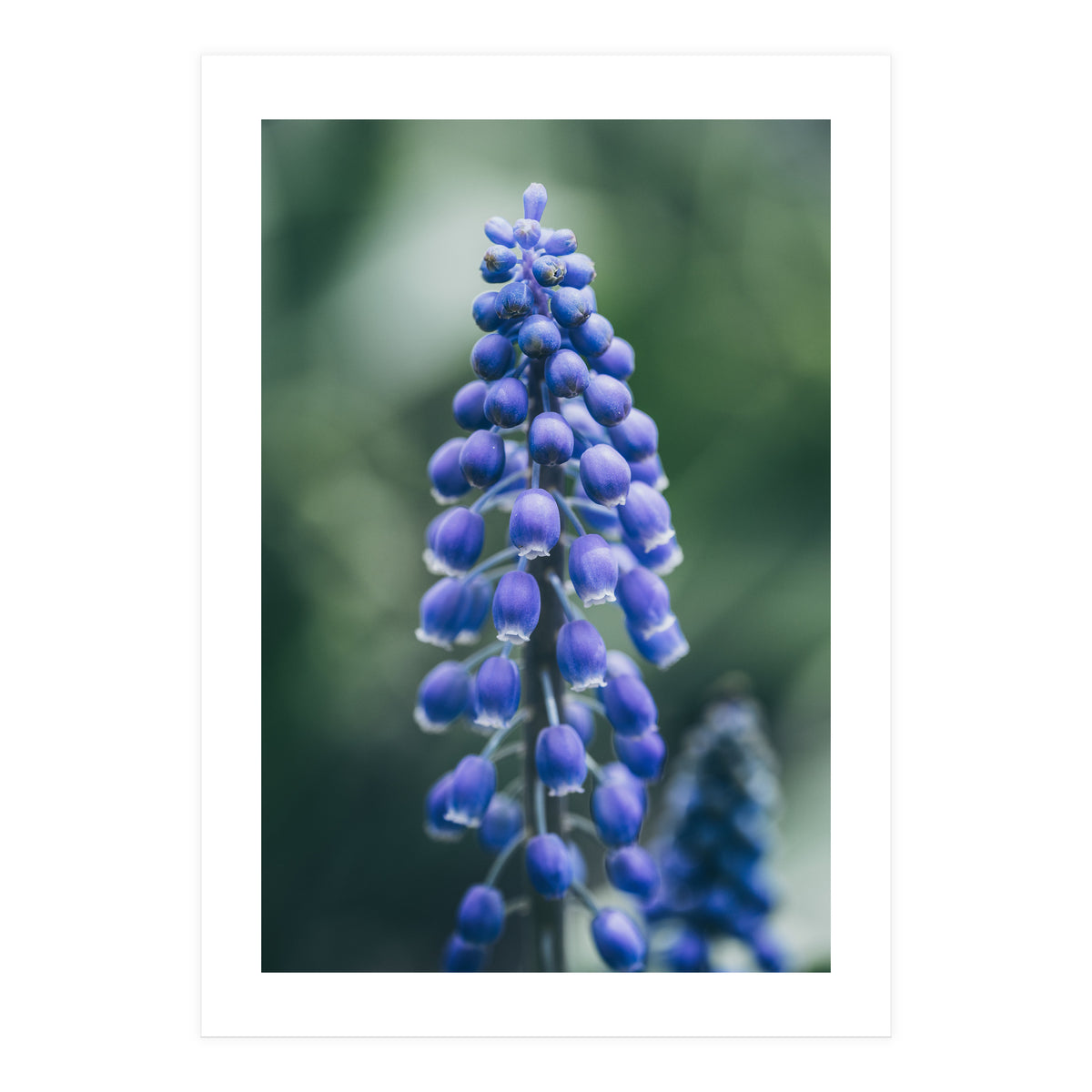Blue Bells (Print Only)