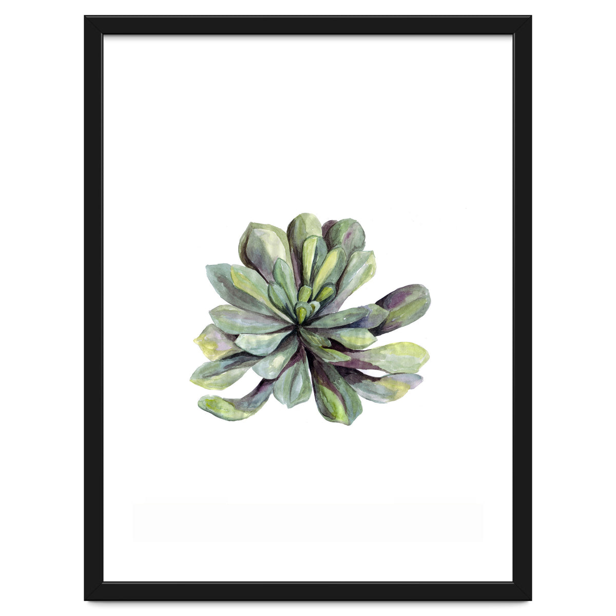Botanical Illustration Succulent
