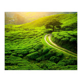 Nature (Print Only) thumbnail