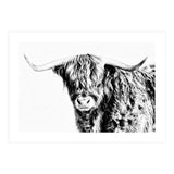 Highland bull (Print Only) thumbnail