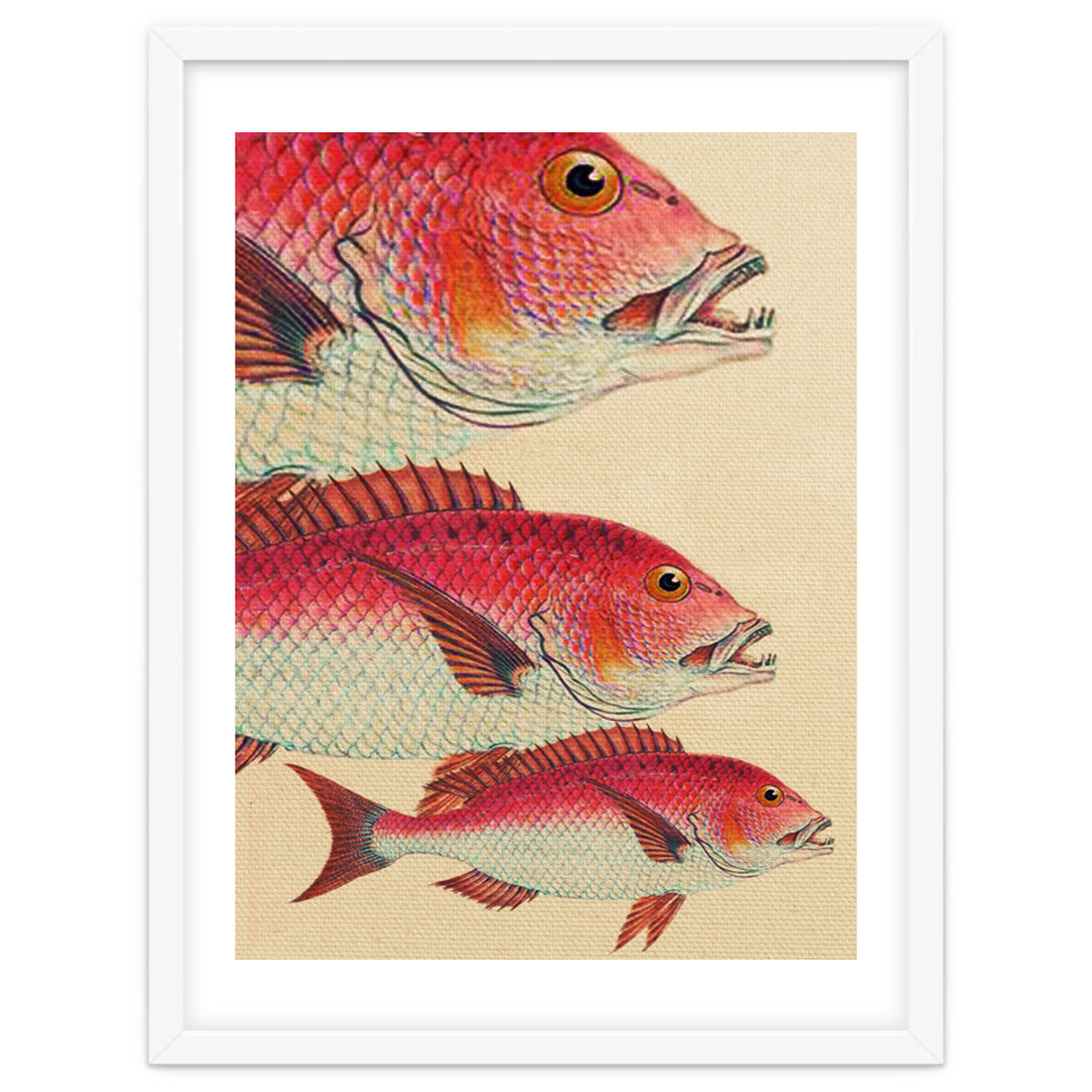 Fish Classic Designs 7