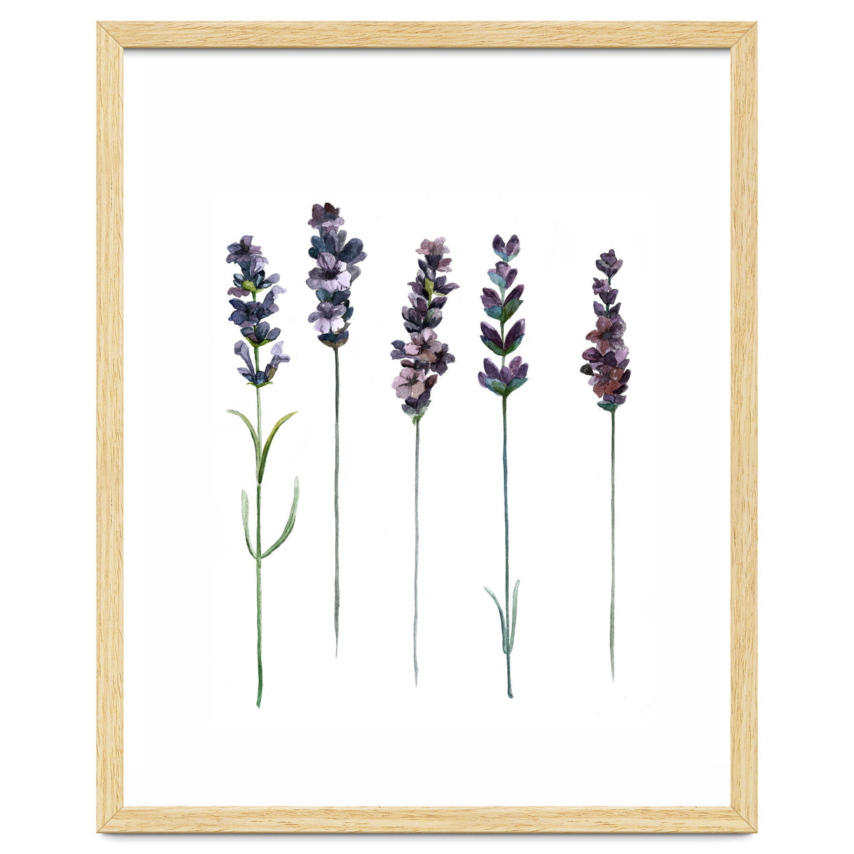 Botanical Illustration Lavender