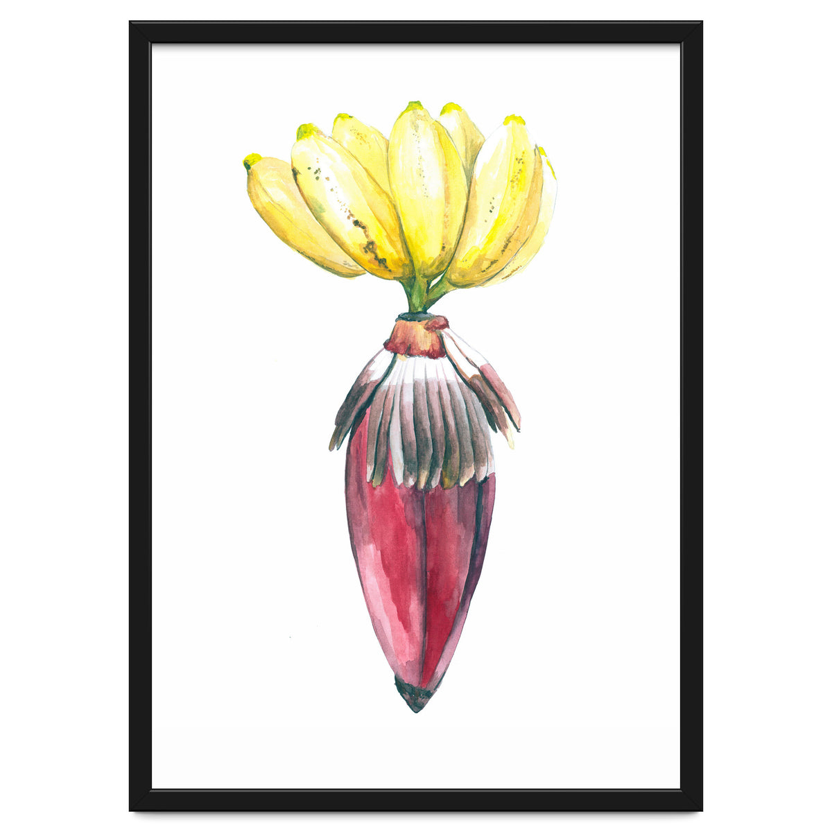 Botanical Illustration Banana